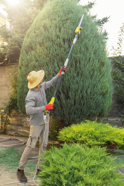 Tree and Shrub Care in Kenosha, WI